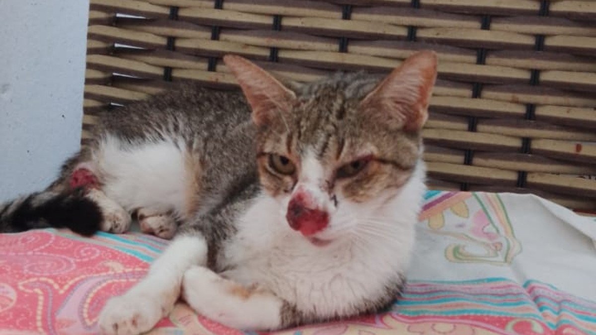 Gato com lesão ulcerada na região nasal e outra lesão cutânea no corpo durante investigação veterinária