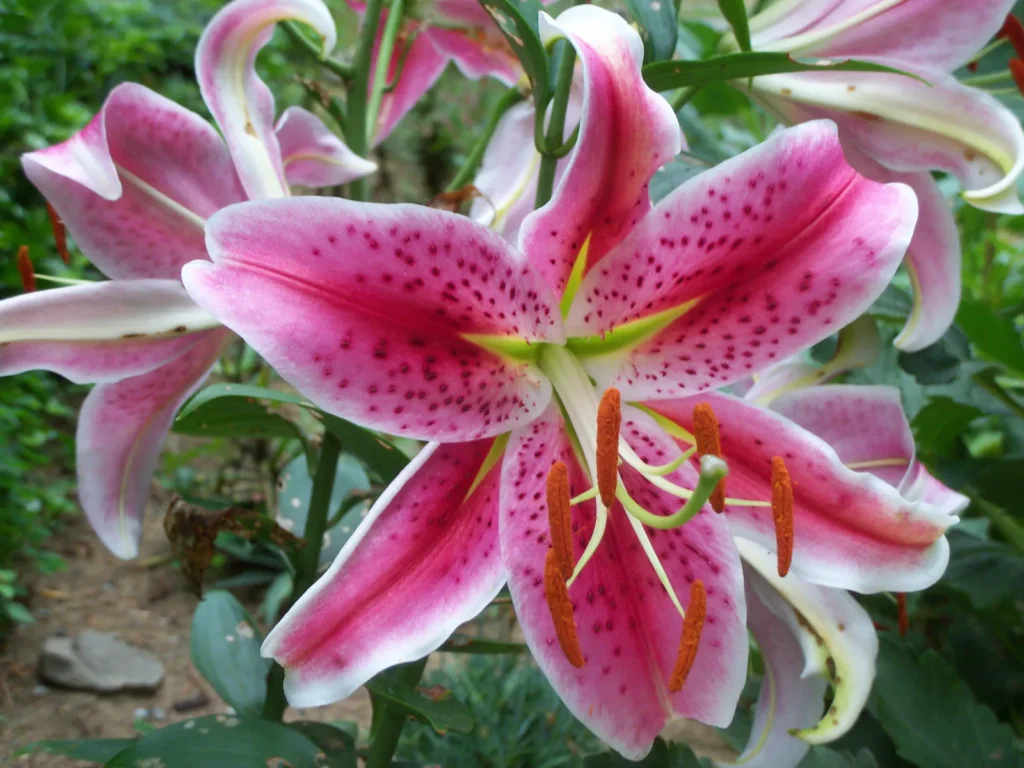 Flor de lírio oriental 'Stargazer', rosa com bordas brancas, pintas escuras e anteras alaranjadas
